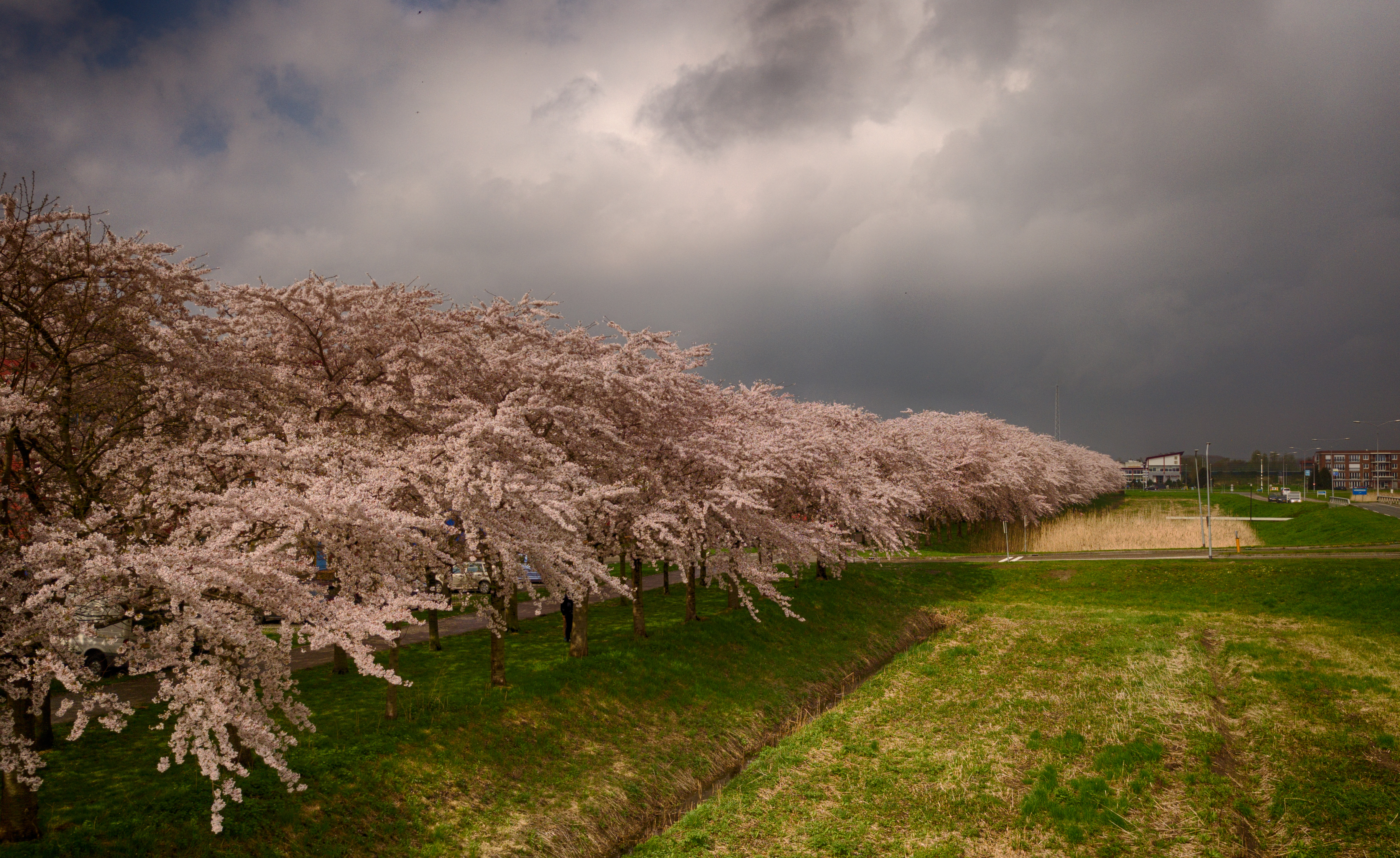 Kersenbloesem/Cherry Blossom, april 2018